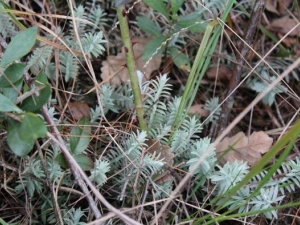 ��ë¹�ײݵĹ�Ч������