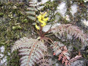 �ذ�֦�Ĺ�Ч������ ������ʪ