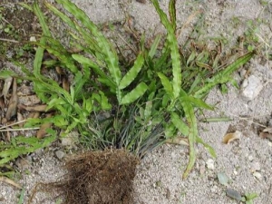 СҶ���β�ͲݵĹ�Ч������