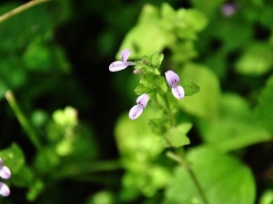 ����ǹ��ҩ���Ĺ�Ч������