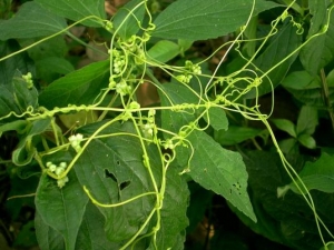 ��������账�� ��������蹦Ч ����������������