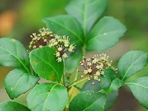 ���ӻ��Ĺ�Ч������ �ⶾ����