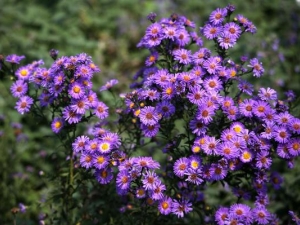 ������������ ������μ���