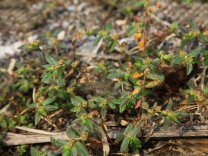 ����Ҷ���Ĺ�Ч������ ����Ҷ���ĸ���