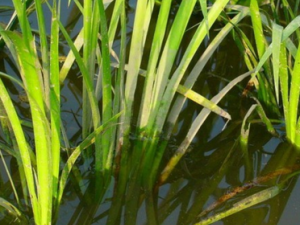 ��ð�������ҩ ��ð����ҩ����