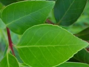 ��θ���Ļ���Ҫ����ҩ�� ��Щ��ҩ��θ�˺���