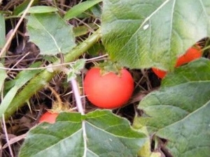 ����ѵĹ�Ч������ ����ѷ���