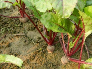 ��˸���Ӫ����ֵ ��˸���ʳ�÷���