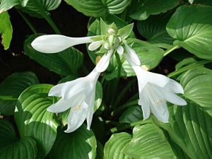 �����Ĺ�Ч������