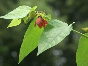 �������Ĺ�Ч������