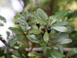 ��Ƥ�����Ĺ�Ч������ ��Ƥ�����ĸ���