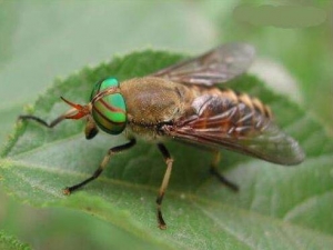 ��Ĺ�Ч�����ü�����