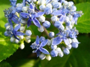 ��ɽ�Ĺ�Ч�����ü�����