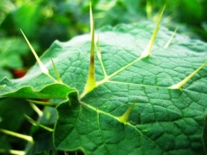 ������Ĺ�Ч�����ü�����