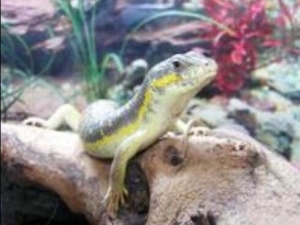 ʯ���ӵĹ�Ч������ ʯ���ӵ�����Ӧ��