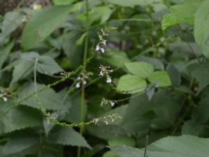 ͸�ǲݵĹ�Ч������