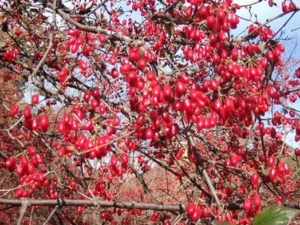 ��Ѫ��ˮ������ ��Ѫ��ˮ����Ч ��Ѫ��ˮ����������