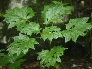 ��ɽ÷�Ĺ�Ч������ ��ɽ÷�÷�����