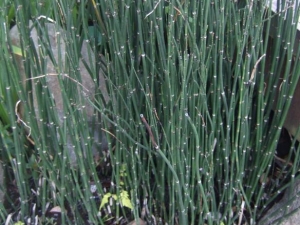 ľ���ݵĹ�Ч�����ü�ʳ�÷���