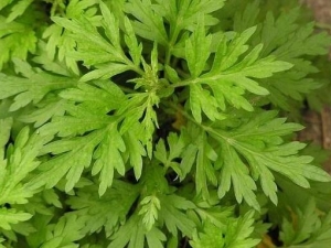 �����ݽŵĺô� �����ݽŵ�ע������