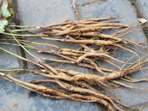 ���Ų��������� ���Ų�������Ч ���Ų�������������