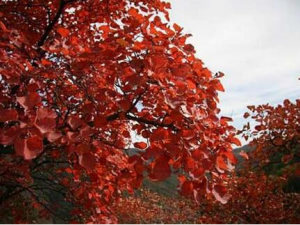 ���ŷ�Ҷ�Ĺ�Ч������