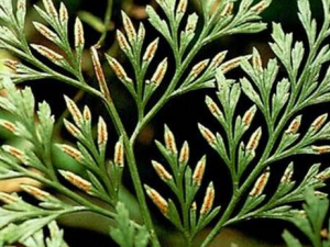 СҶɽ��β�ͲݵĹ�Ч������