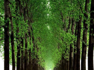 �������Ĺ�Ч������ ���Ƚⶾ ������ˮ