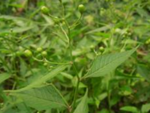 ����������������Եķ��� ����Ҫ����