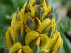 ���ѻ���