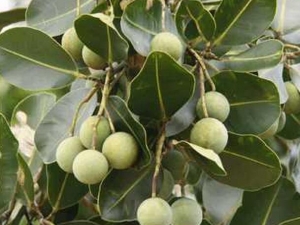 �����X�Ĺ�Ч������