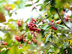 �۹���Ƥ�Ĺ�Ч������ �۹���Ƥ��������