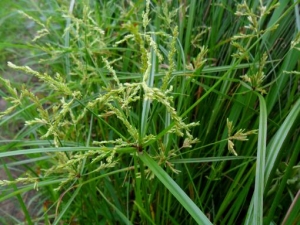 ����ݵĹ�Ч���� ������÷�����