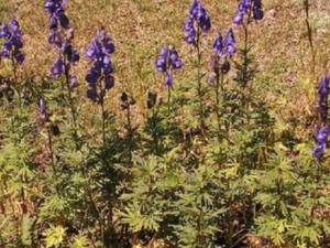 ������ͷ