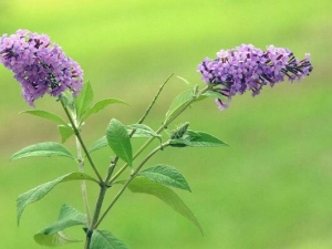 ����ݻ��Ĺ�Ч������ ����ݻ��ĸ���