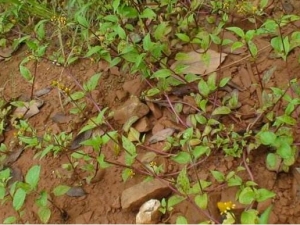 Сͭ���Ĺ�Ч������ ��Ѫ���� ����ֹʹ