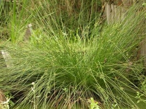 ���ĲݵĹ�Ч�����ü�����