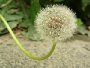 �ѹ�Ӣ��Ӫ����ֵ �ѹ�Ӣ��ʳ�÷���