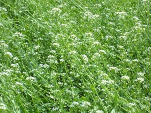 ���˵Ĺ�Ч�����ü�����