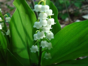 �����Ĺ�Ч�����ü�����