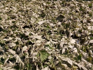 ���������� ��������Ч ��������������