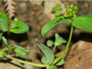 ��Ӭ�ݵĹ�Ч������ ���к��