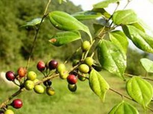 �����Ĺ�Ч������