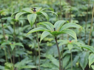 ��¥��ô���� ��¥�����Ƚⶾ��