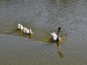 ����ɢ����� ����ɢ�Ĺ�Ч