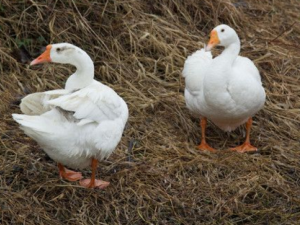 ���ɢ����� ���ɢ�Ĺ�Ч