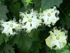 �����ٵĹ�Ч������ ���½� �ʪ