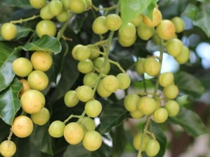 ��Ƥ����Ӫ����ֵ ��Ƥ����ʳ�÷���