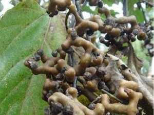 ������Ĺ�Ч������