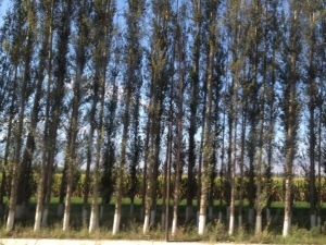 ������Ĺ�Ч������ ������ļ���